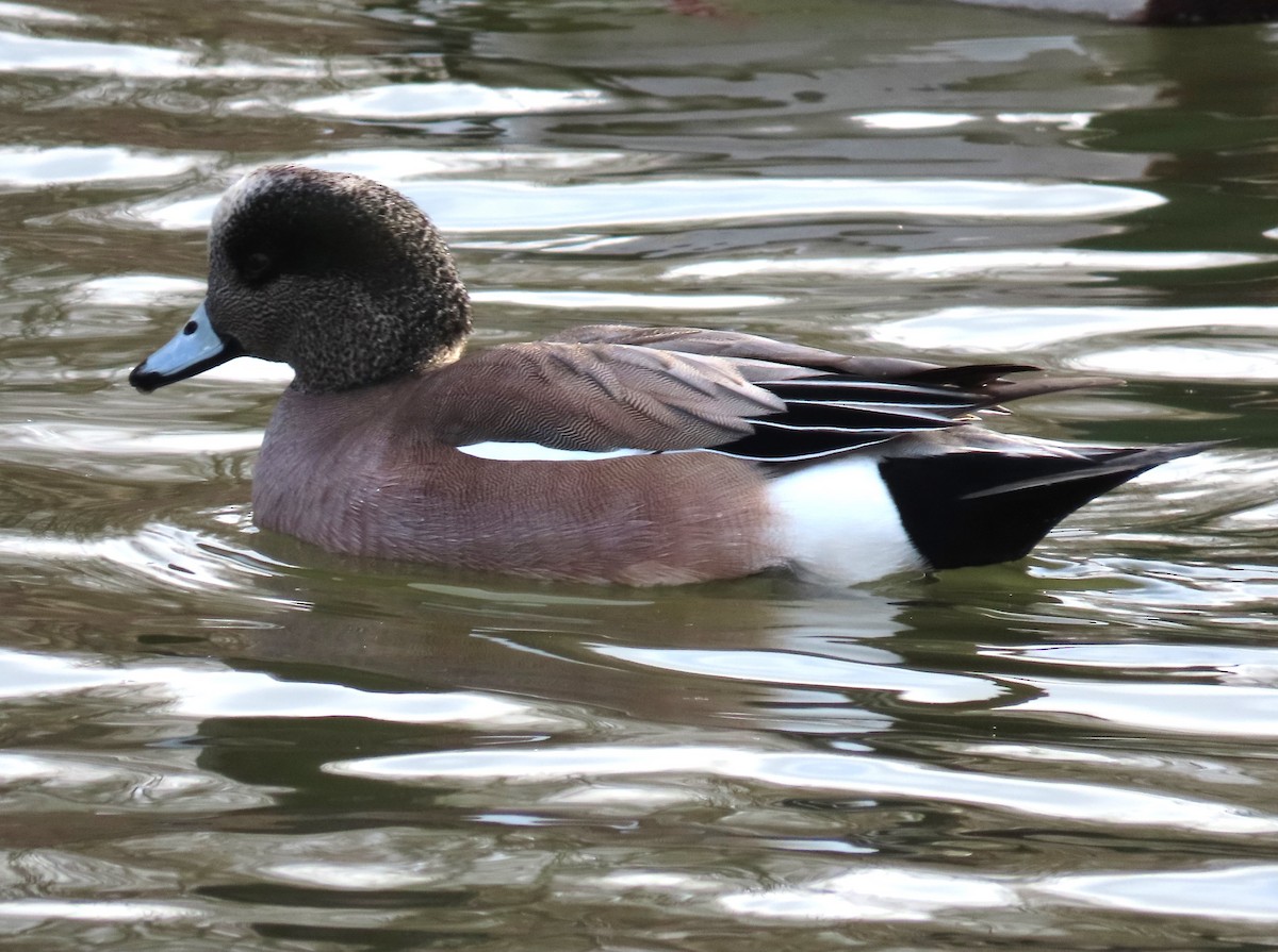 American Wigeon - ML614714898