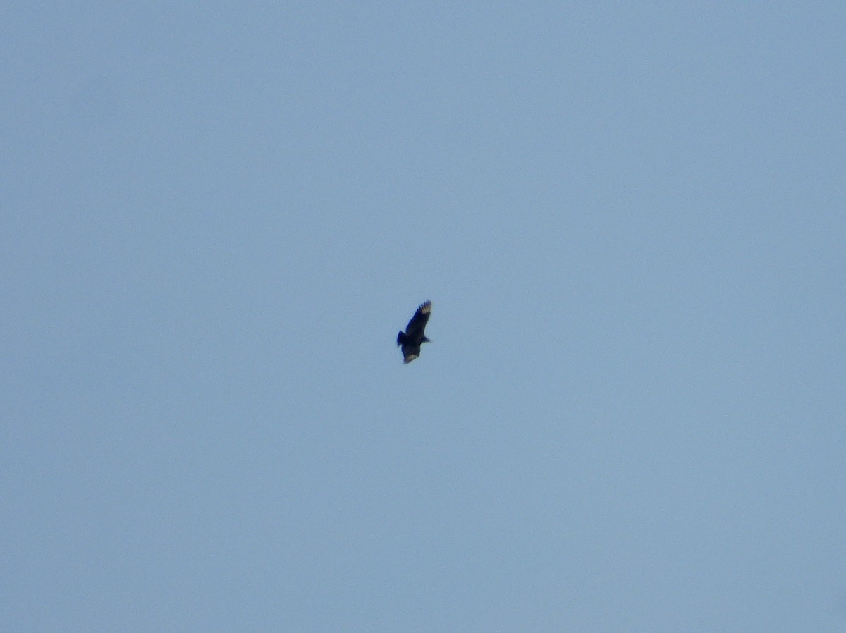 Black Vulture - ML614714900