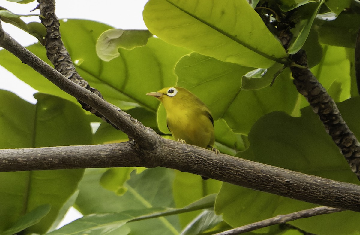 Wakatobi White-eye - ML614714914