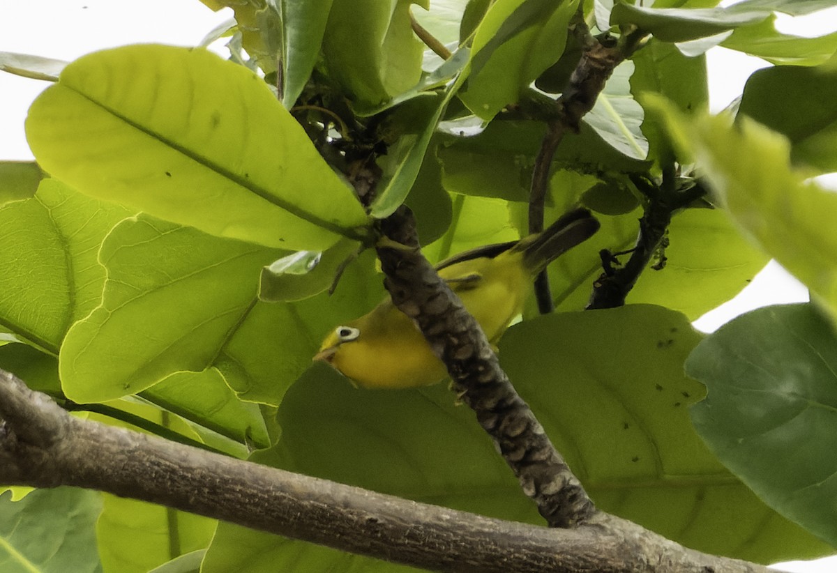 Wakatobi White-eye - Blythe Nilson