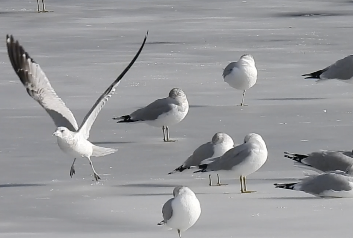 Ring-billed Gull - ML614714959