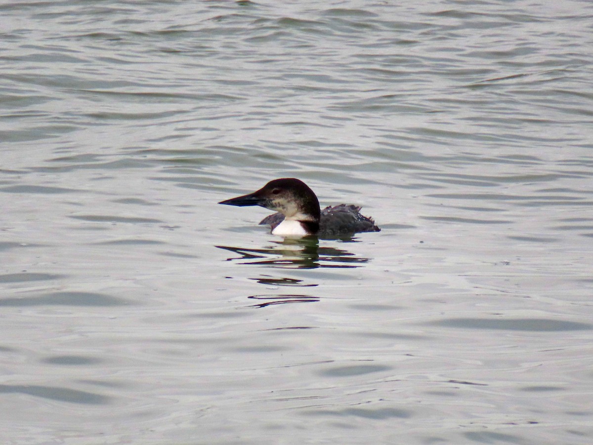 Common Loon - ML614714962