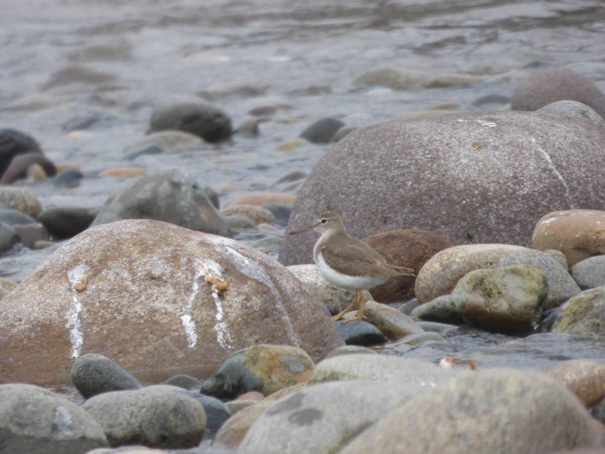 Spotted Sandpiper - ML614714985