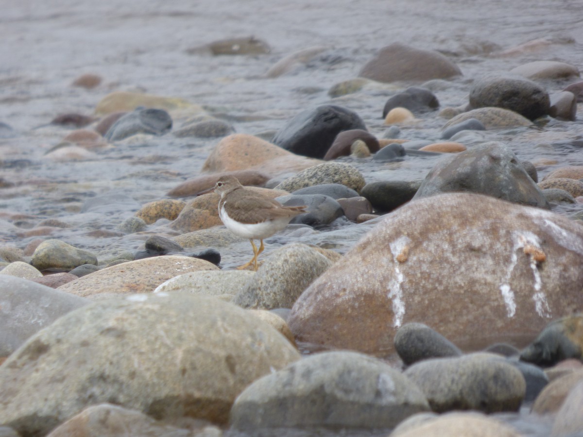 Spotted Sandpiper - ML614714986