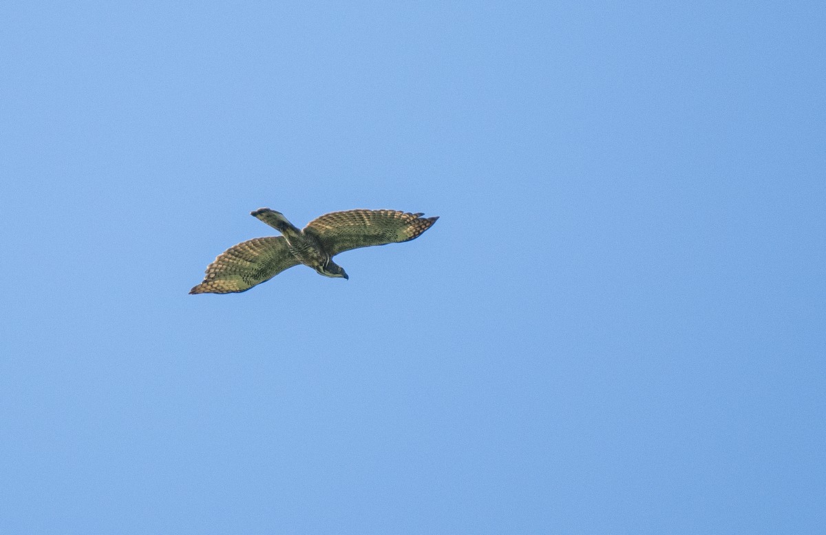 Águila de Pinsker - ML614714988