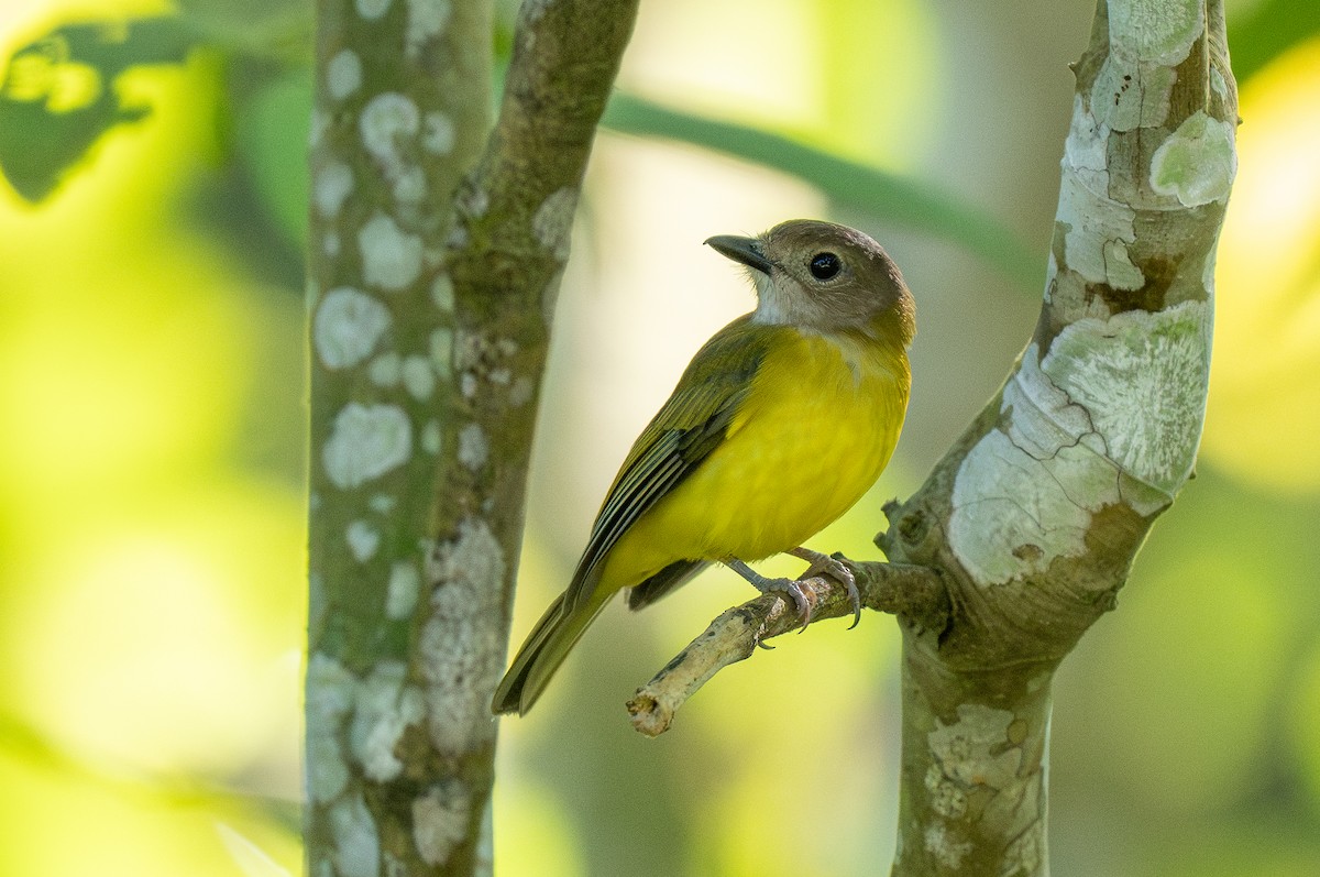 Yellow-bellied Whistler (philippinensis Group) - Forest Botial-Jarvis