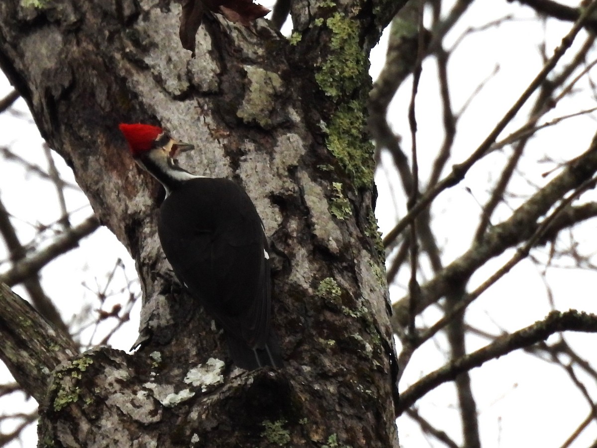 Pileated Woodpecker - ML614715085