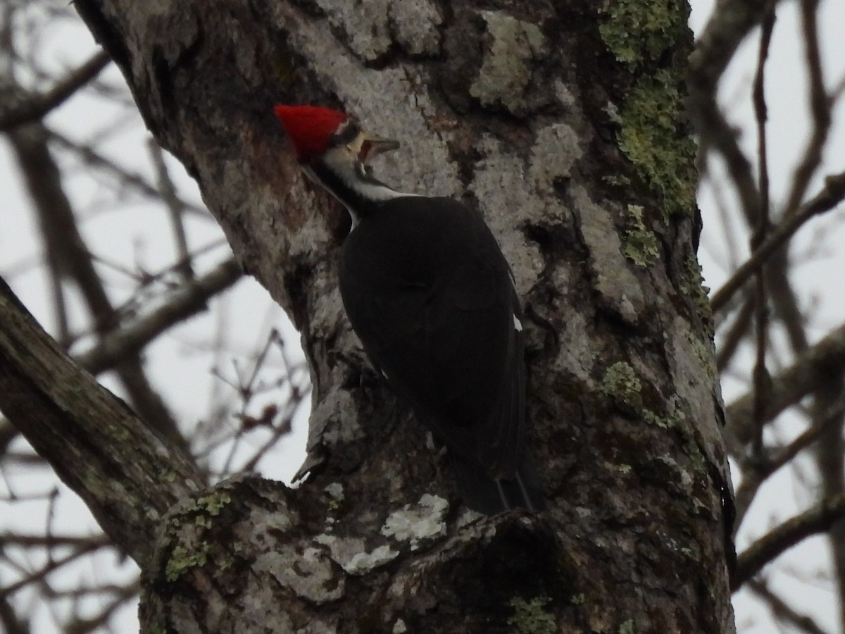 Pileated Woodpecker - ML614715087