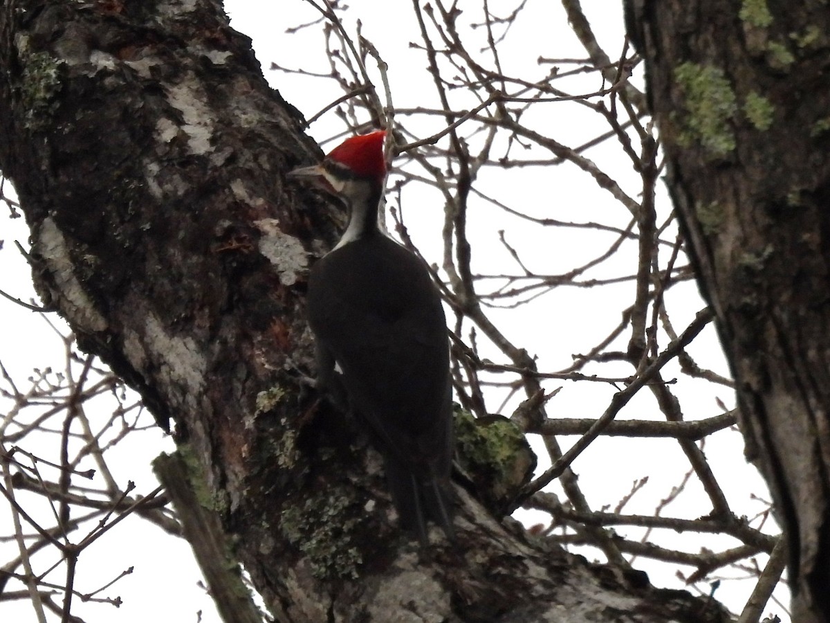 Pileated Woodpecker - ML614715089