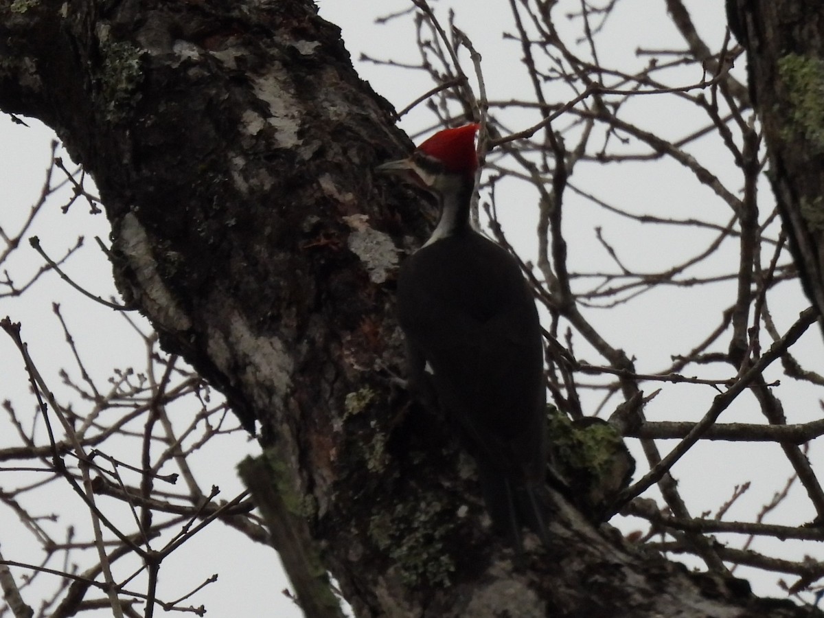 Pileated Woodpecker - ML614715091