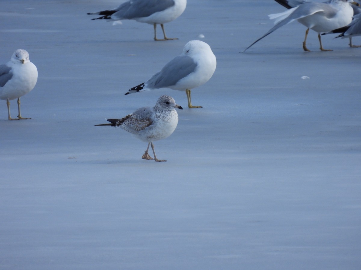 Ring-billed Gull - ML614715112