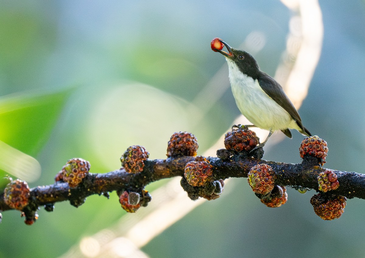 White-bellied Flowerpecker (pontifex) - ML614715164