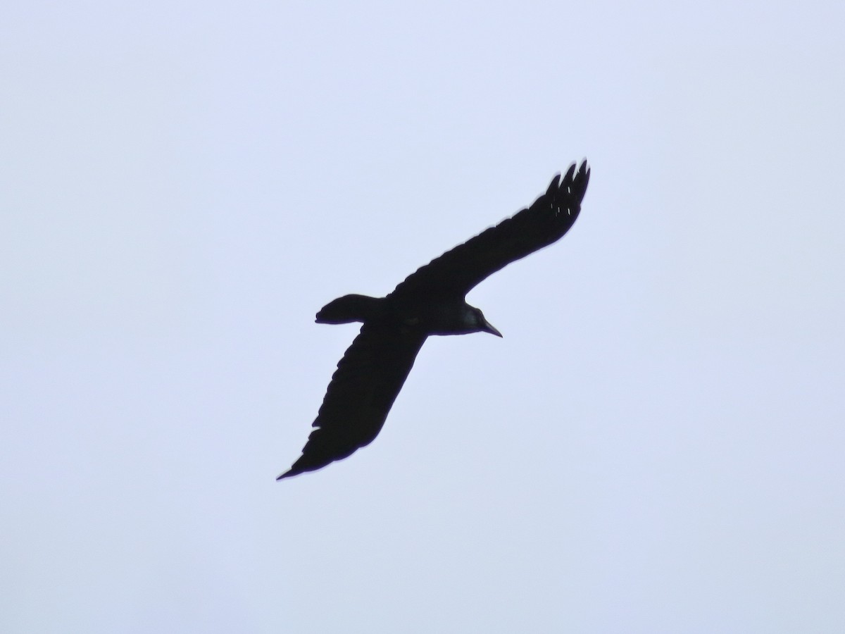 Common Raven - ML614715283