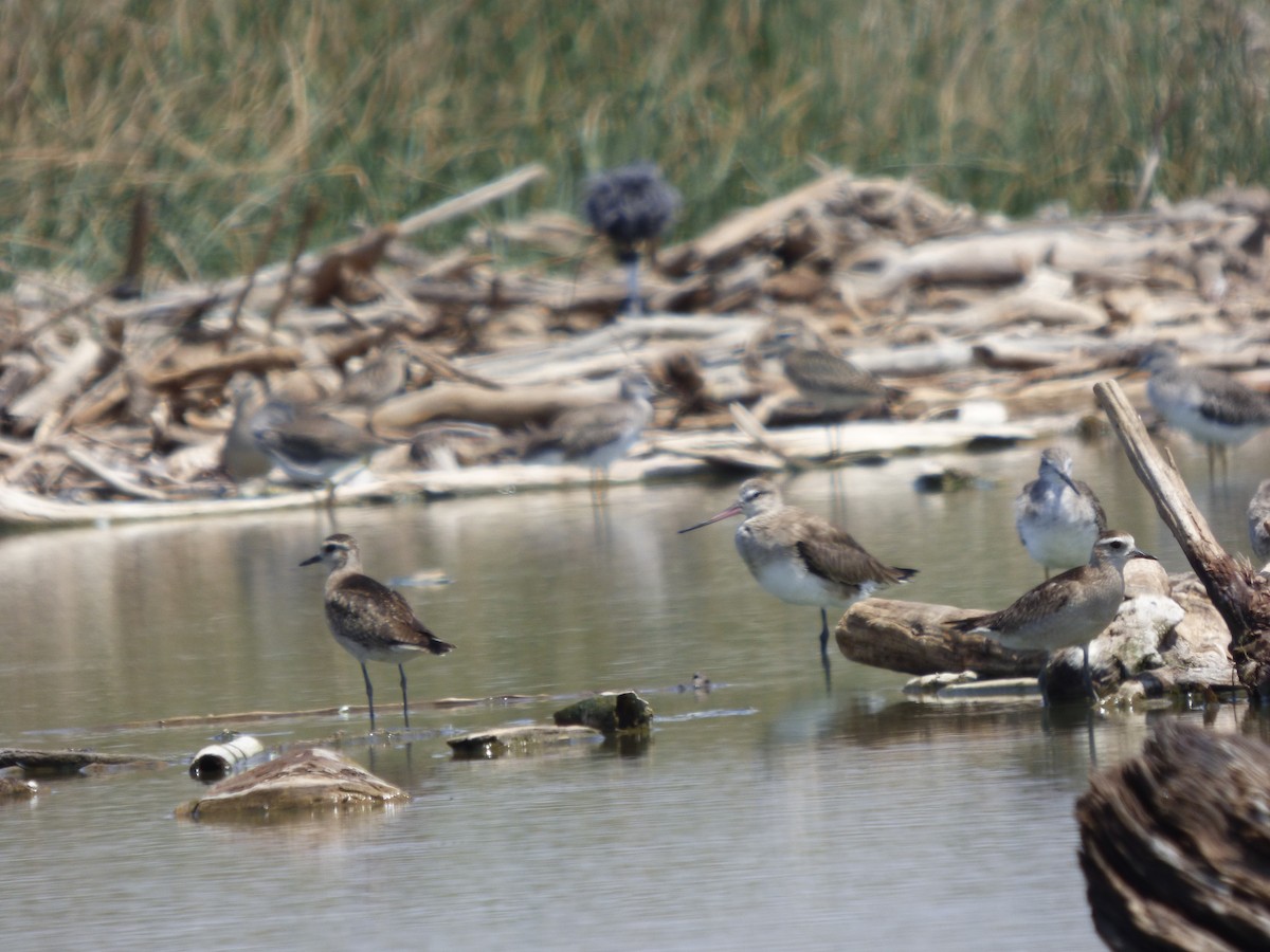 Hudsonian Godwit - ML614715293