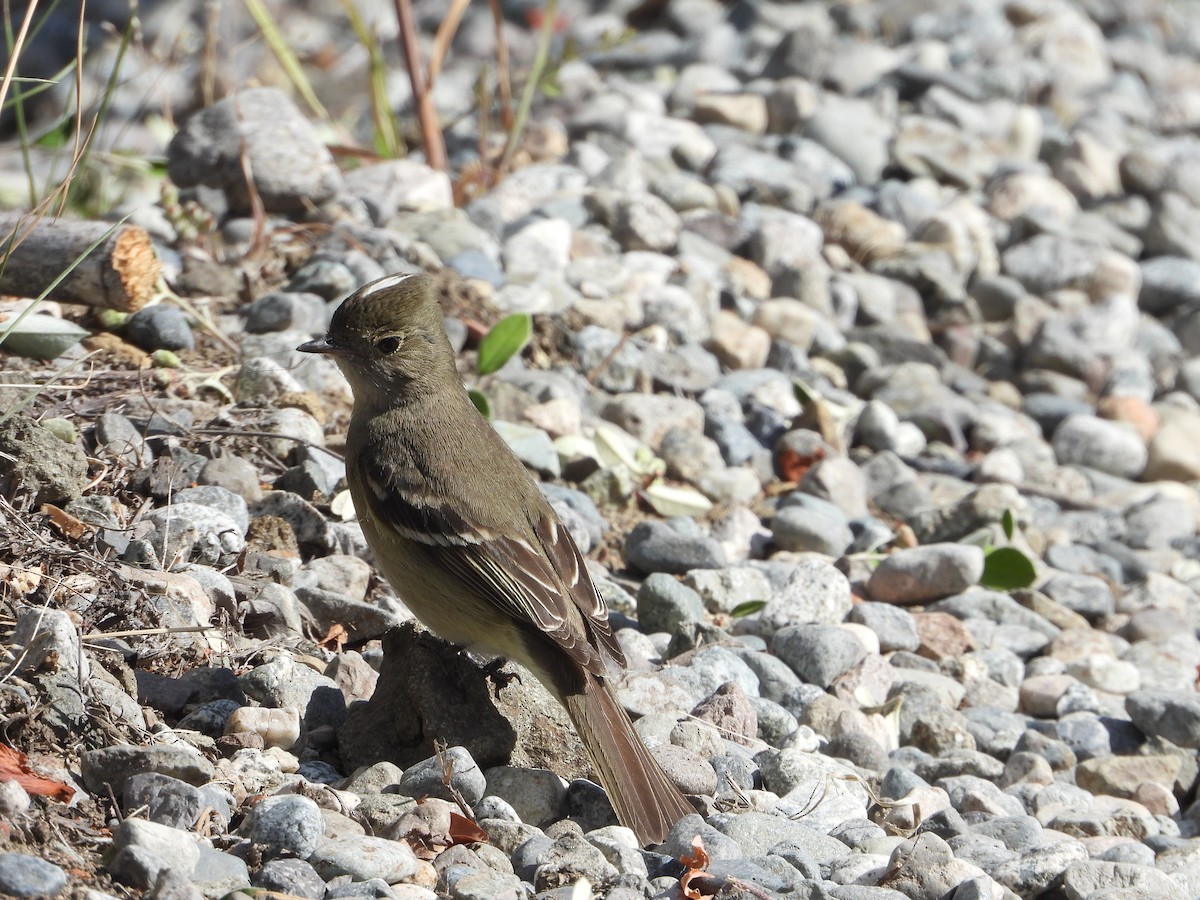 White-crested Elaenia - ML614715360