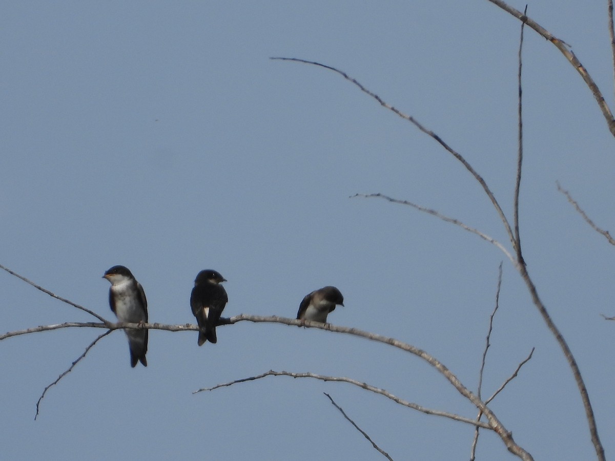 Chilean Swallow - ML614715368