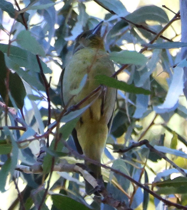 Hepatic Tanager - Diane Etchison