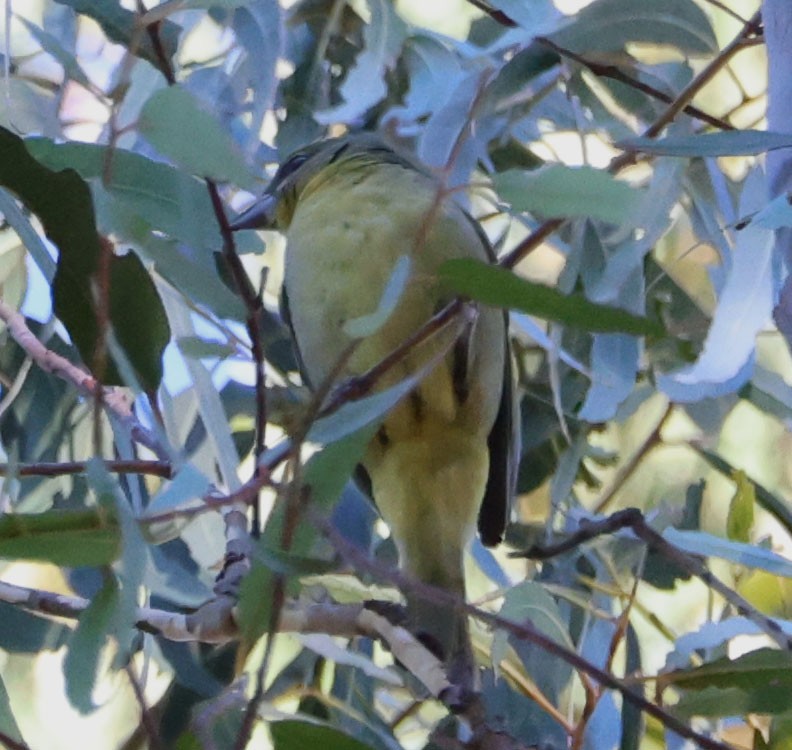 Hepatic Tanager - Diane Etchison