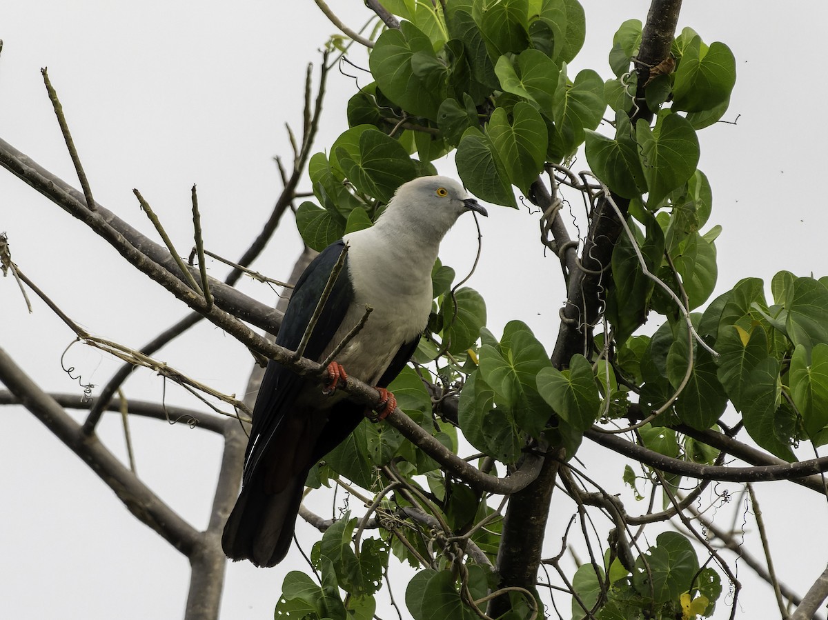 Elegant Imperial-Pigeon - ML614715391