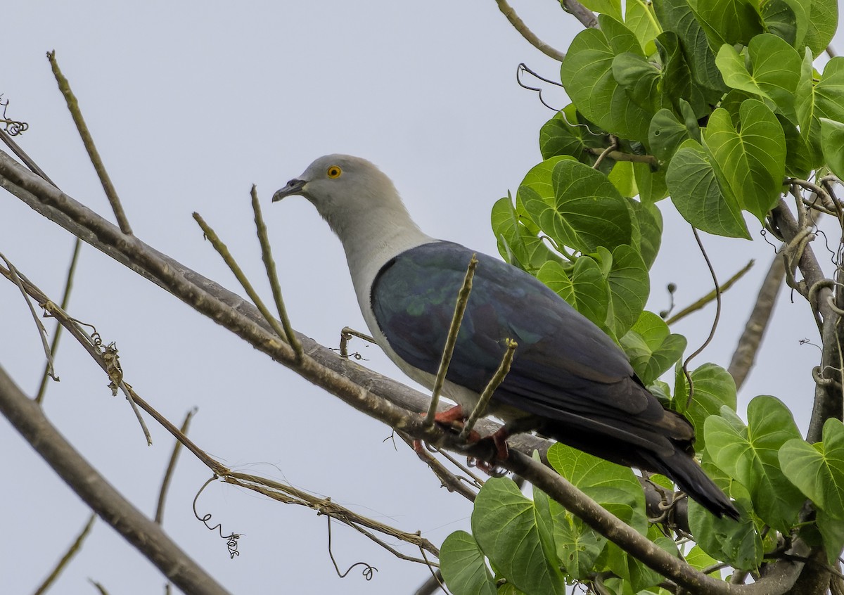 Elegant Imperial-Pigeon - ML614715399