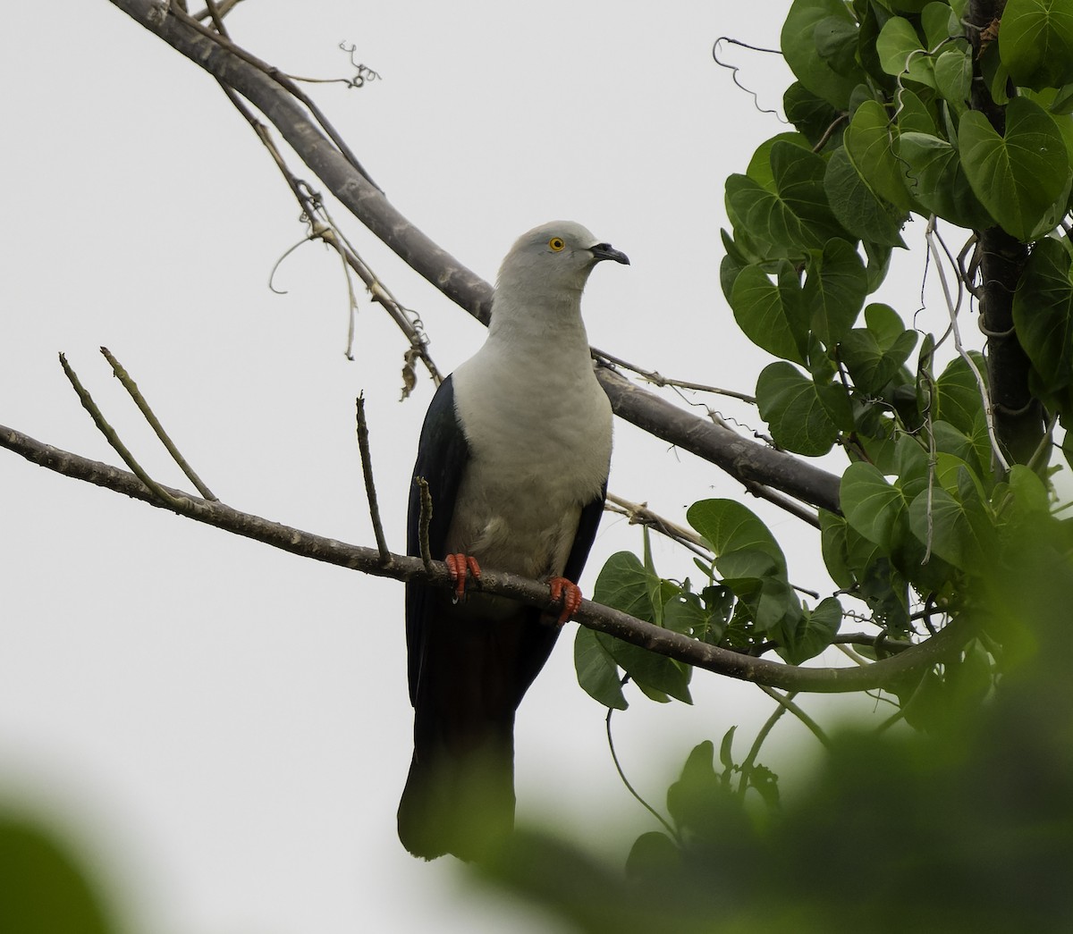 Elegant Imperial-Pigeon - ML614715400