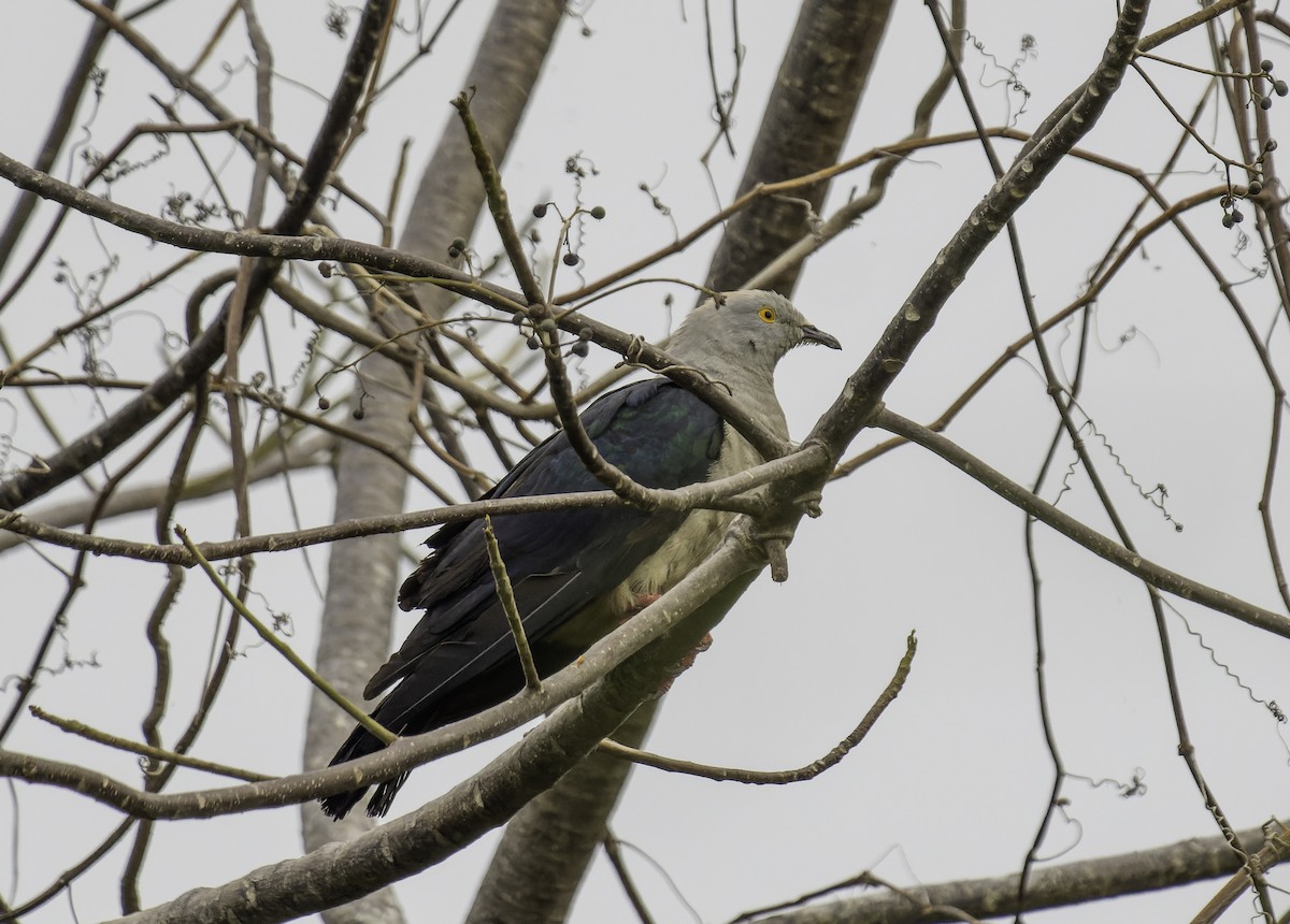 Dúcula Coliazul - ML614715405