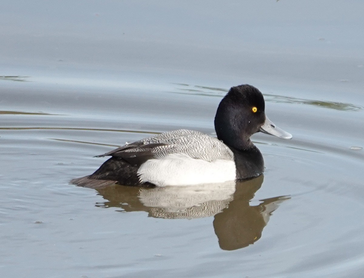 Lesser Scaup - ML614715439