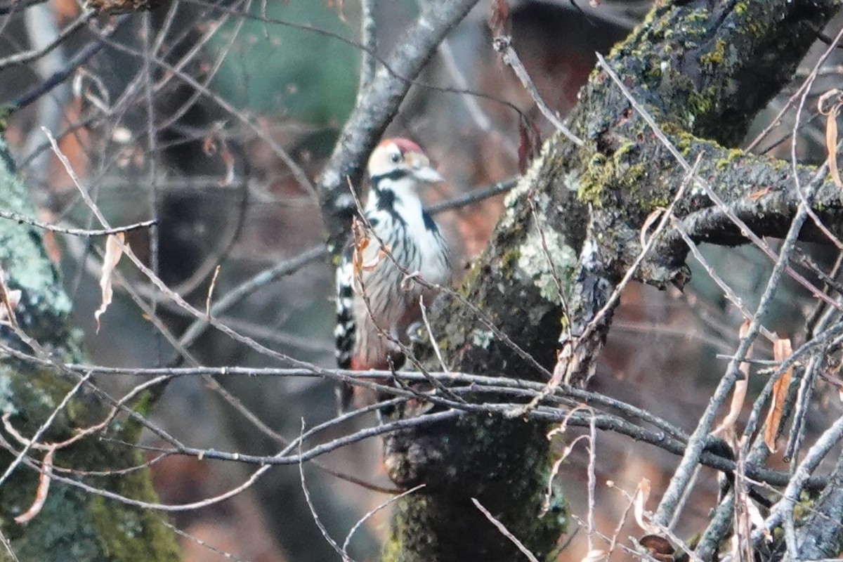 White-backed Woodpecker (White-backed) - ML614715538