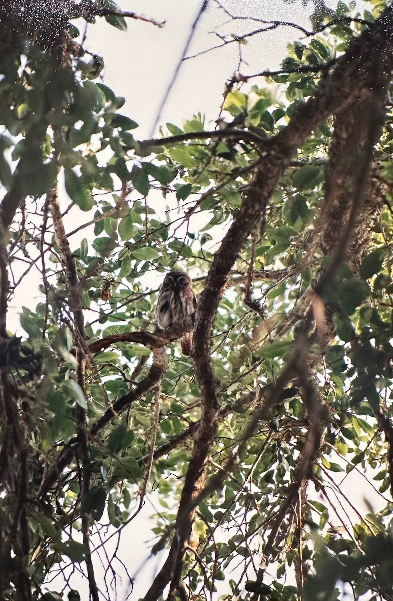 Ferruginous Pygmy-Owl - ML614715632