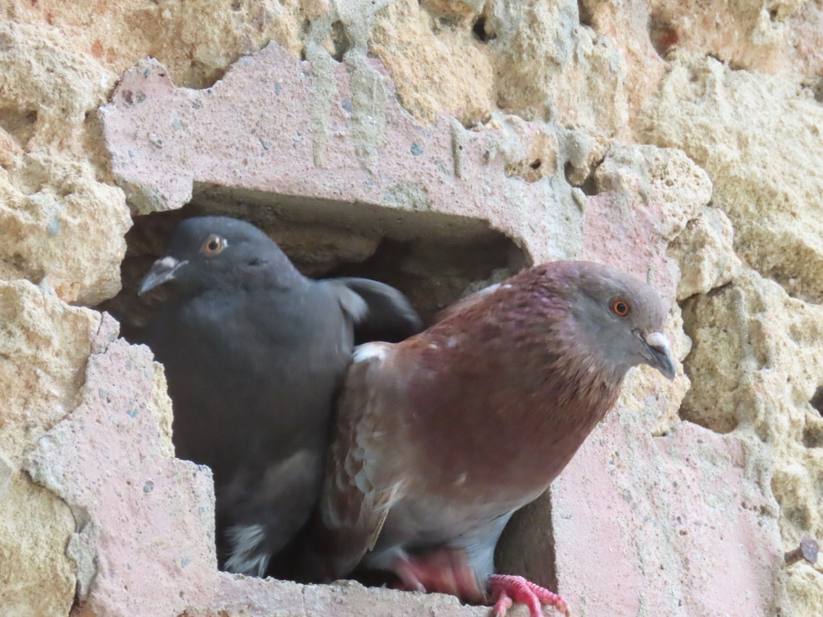 Rock Pigeon (Feral Pigeon) - ML614715650