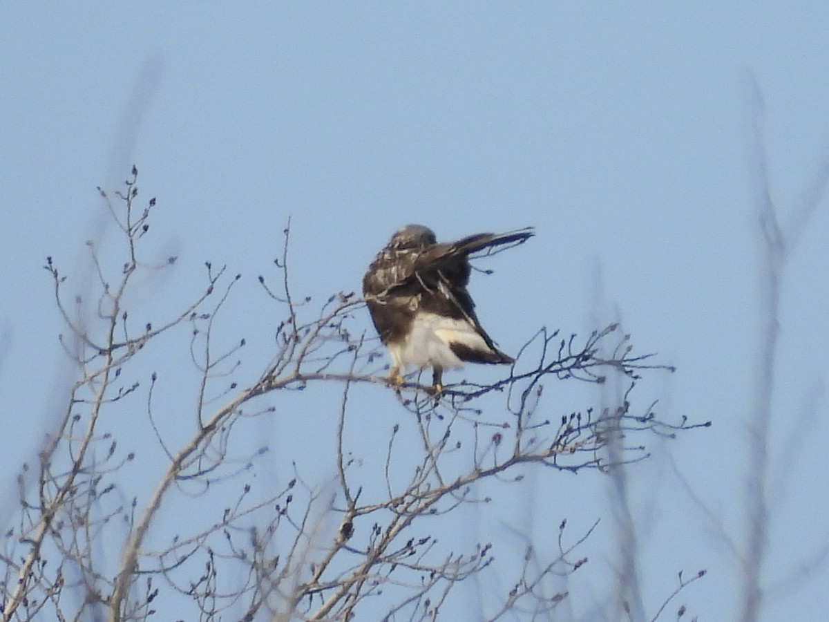 Rough-legged Hawk - ML614715672