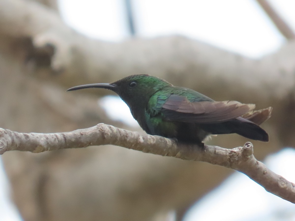 Green-throated Carib - ML614715684