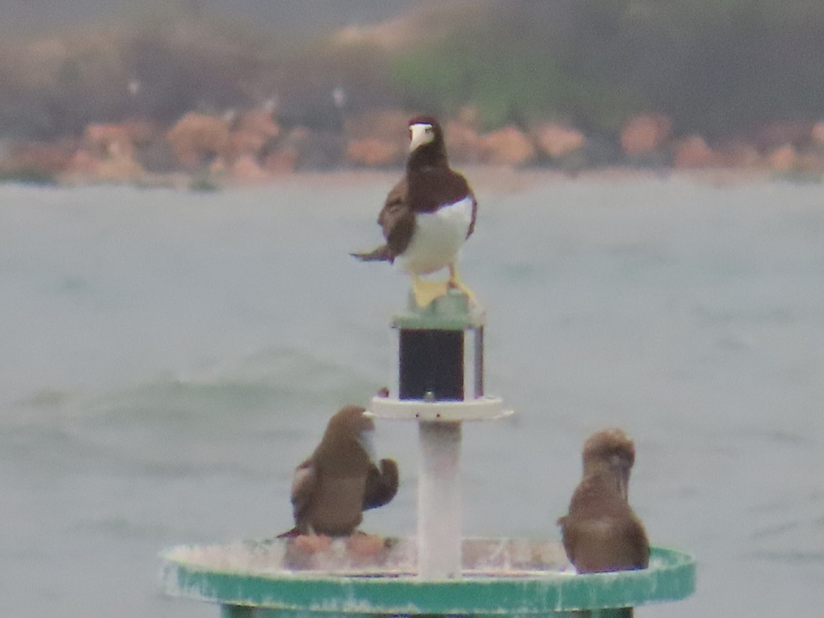 Brown Booby - ML614715693