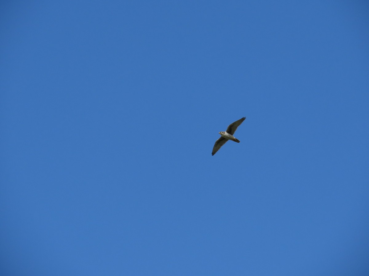 Prairie Falcon - Luca Cacciottolo