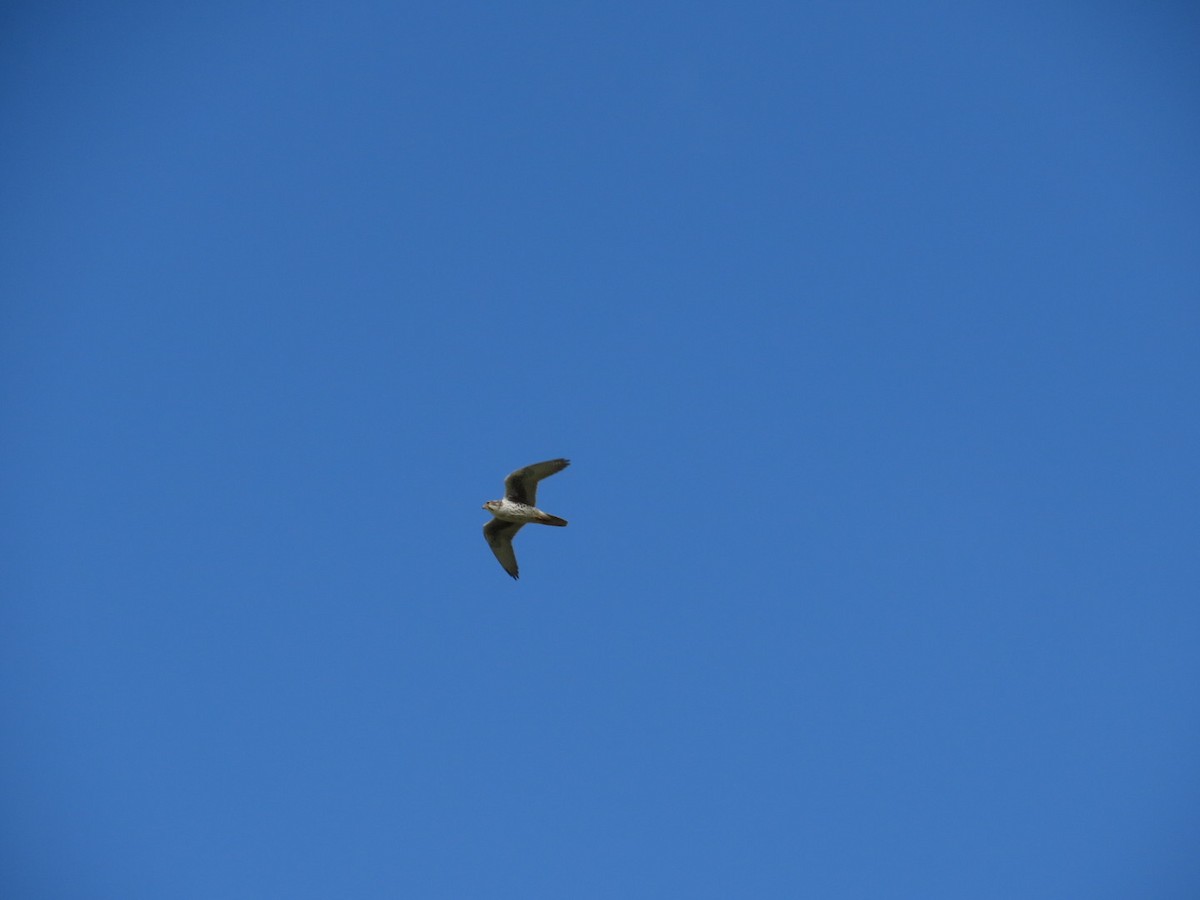 Prairie Falcon - Luca Cacciottolo