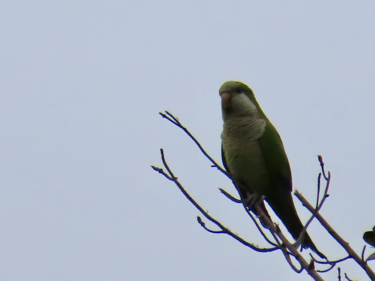 Monk Parakeet - ML614715701