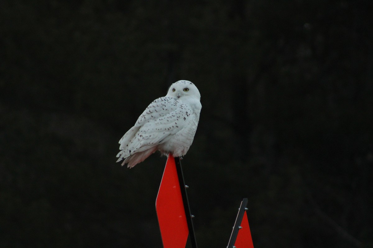 Snowy Owl - ML614715742