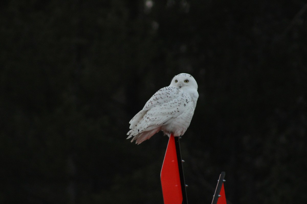 Snowy Owl - ML614715743