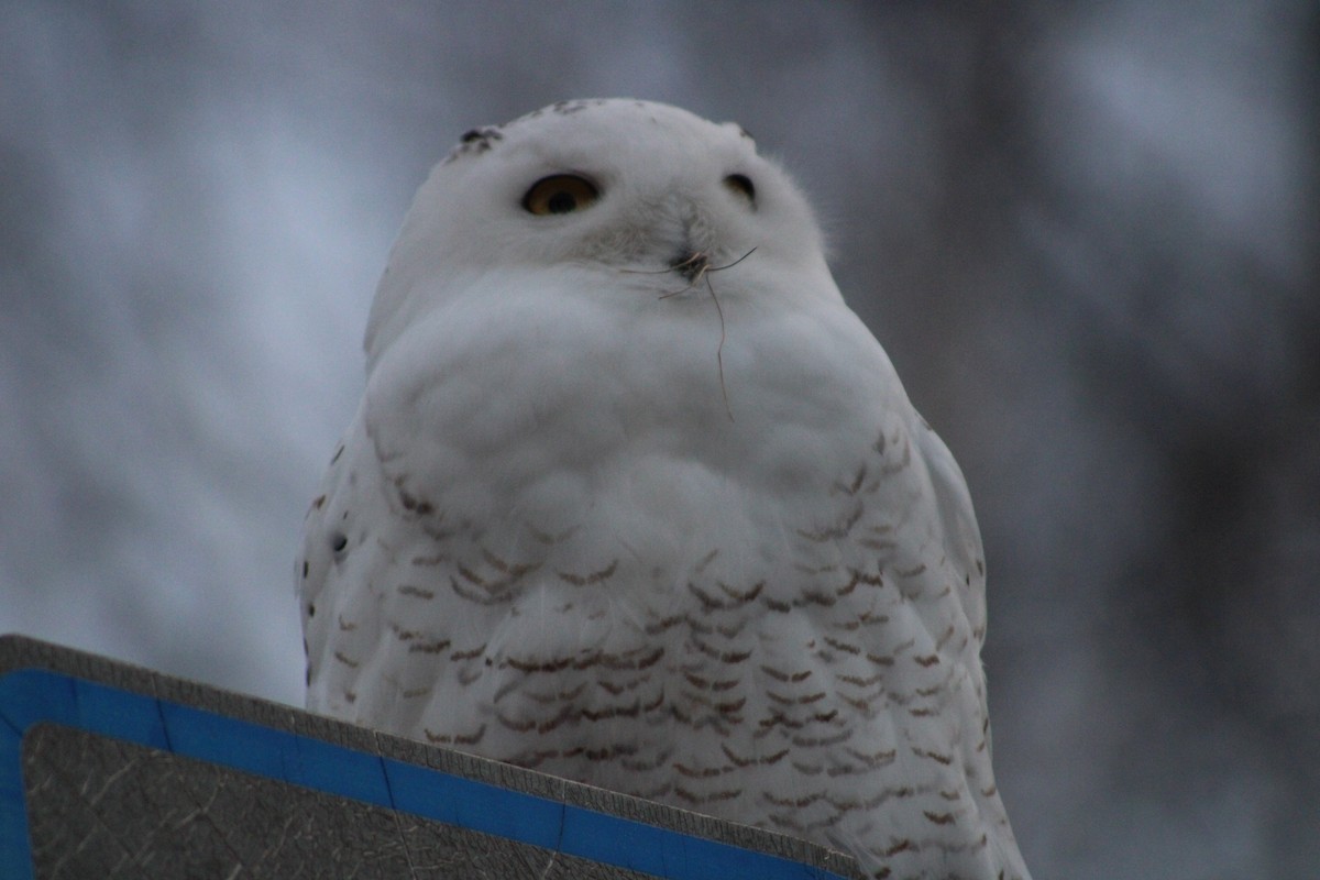 Snowy Owl - ML614715744