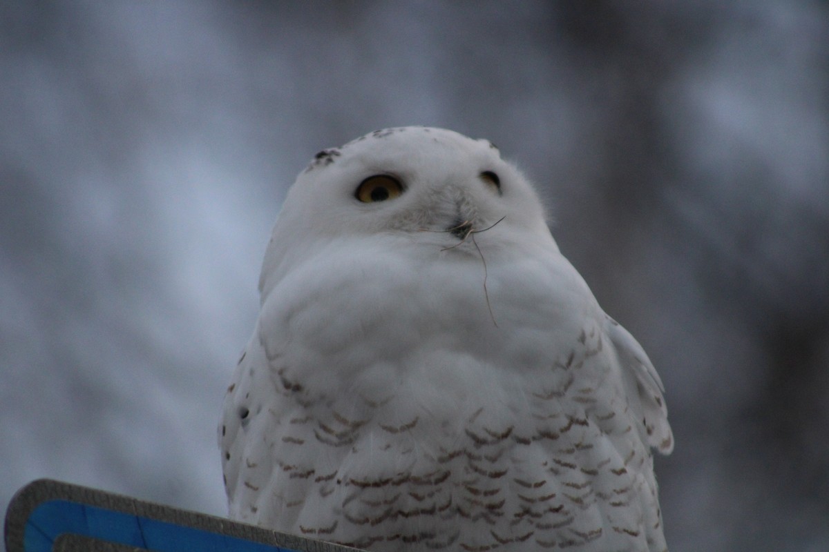 Snowy Owl - ML614715745