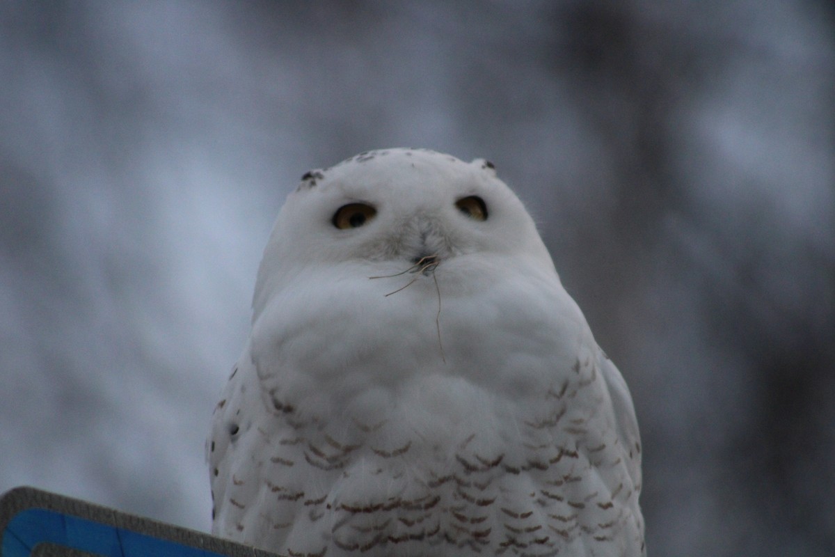 Snowy Owl - ML614715746