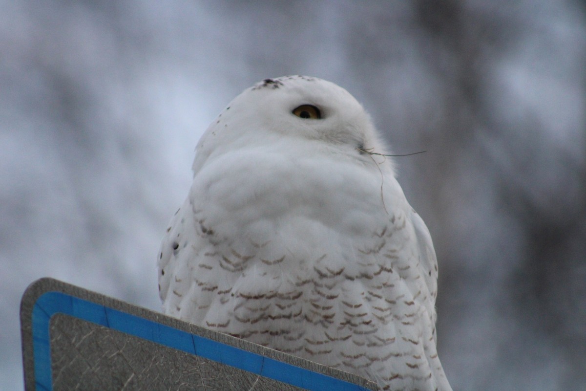 Snowy Owl - ML614715747