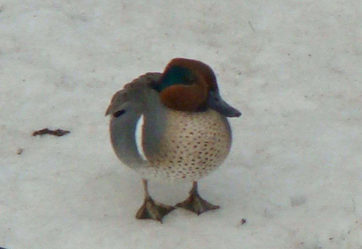Green-winged Teal - ML614715776