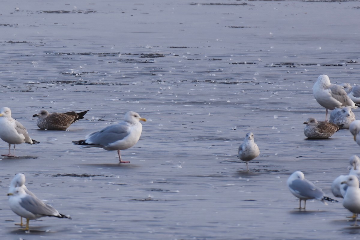 Gaviota Sombría - ML614715784