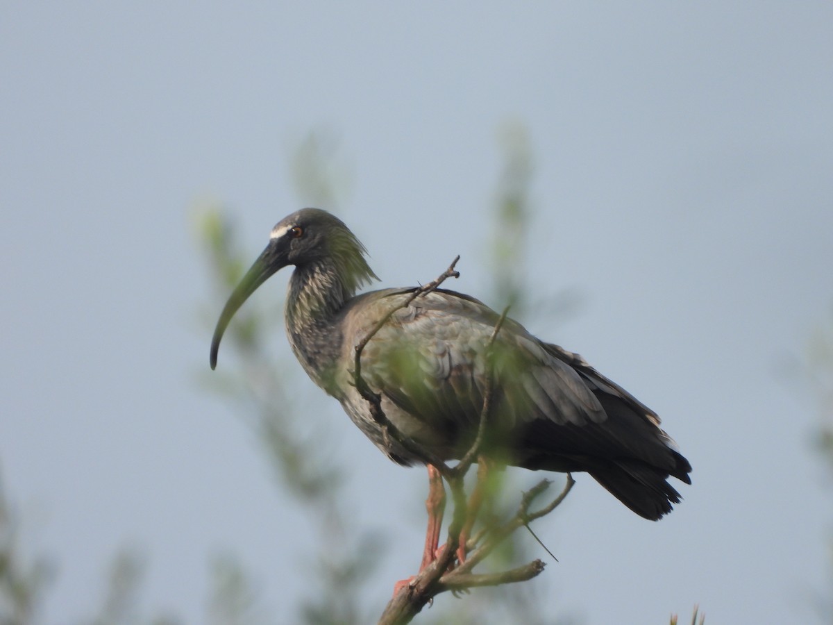 Plumbeous Ibis - Haydee Huwel