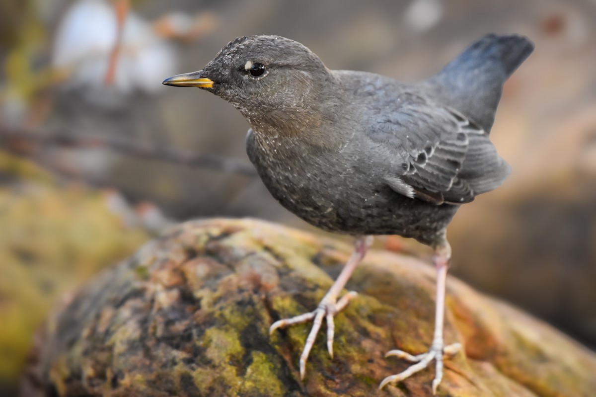 American Dipper - ML614715807