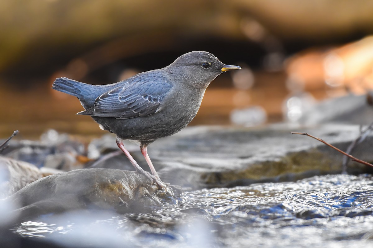 American Dipper - ML614715817