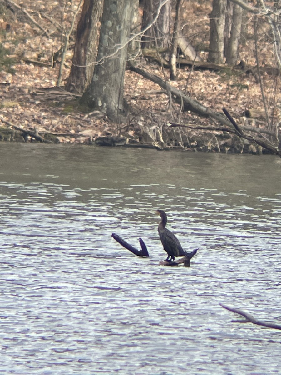 Double-crested Cormorant - Luke Donahue