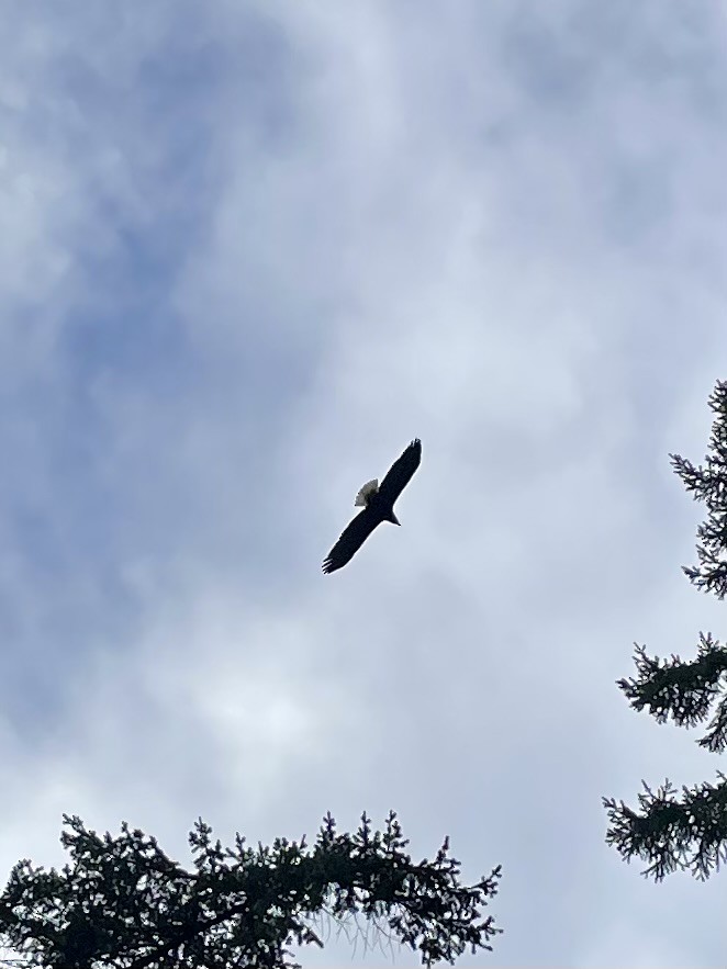 Bald Eagle - ML614715847