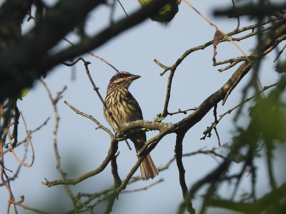 Streaked Flycatcher - Haydee Huwel